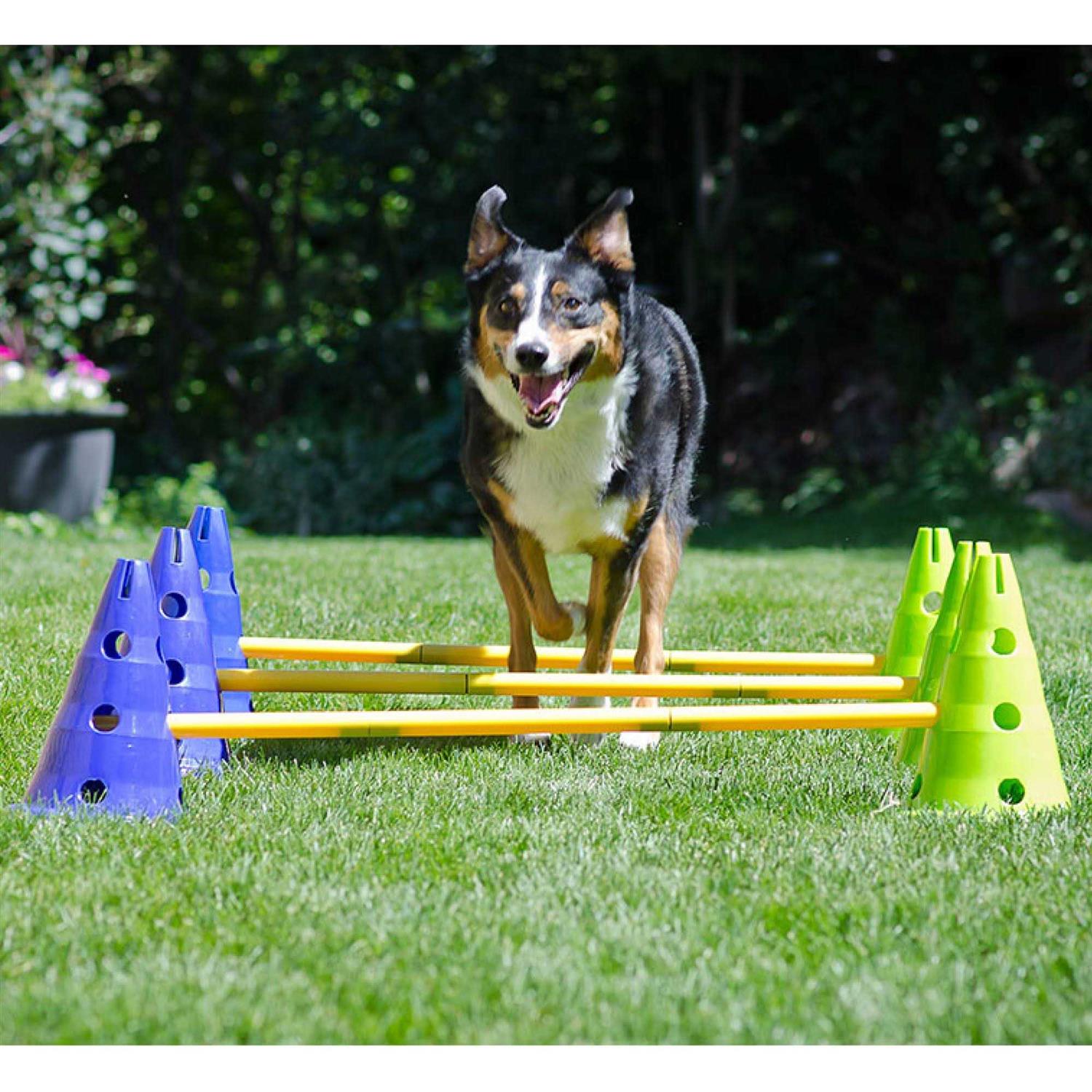 Dog Agility Training Kit S654